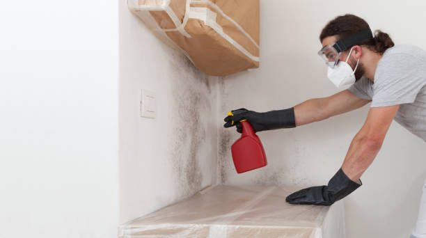 Professional Basement Mold Removal technician working in Highwood, IL