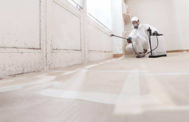 24/7 Emergency Basement Mold Removal experts in Highwood, IL