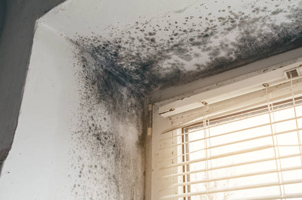 Affordable Basement Mold Removal solutions in Highwood, IL