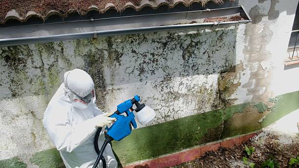 Top rated local Basement Mold Removal specialists in Highwood, IL
